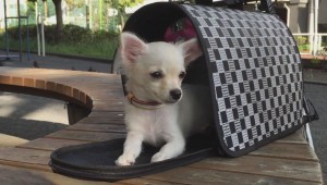 キャリーバッグ大好き3ヶ月の子犬チワワ！噛み癖が治らずキャリーバッグがボロボロに