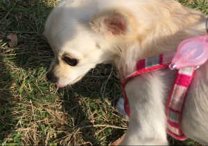 たまにはチワワだって走りたいの！バスに乗って大きな公園へ (8)
