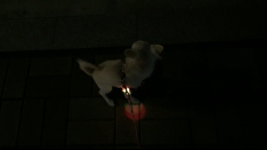 お散歩中お外でおしっこできるようになってきたチワワ