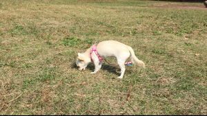 たまにはチワワだって走りたいの！バスに乗って大きな公園へ (1)