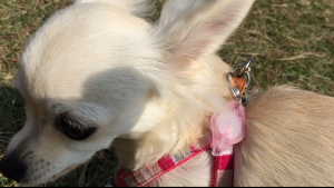 たまにはチワワだって走りたいの！バスに乗って大きな公園へ (7)