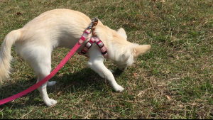 たまにはチワワだって走りたいの！バスに乗って大きな公園へ (6)