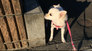 風の強い日はビニール袋のガサッ！葉っぱのササーッ！に驚きまくるチワワのココ (4)