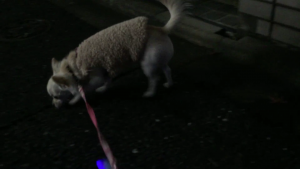 ドッグランのトラウマも無く夕方散歩を楽しむチワワのココ